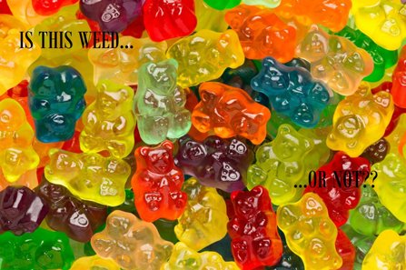 Gummy bears or weed?
