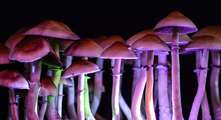 Magic mushrooms are a drug